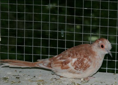 Red Diamond Dove 
