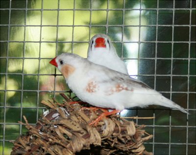 White Finches