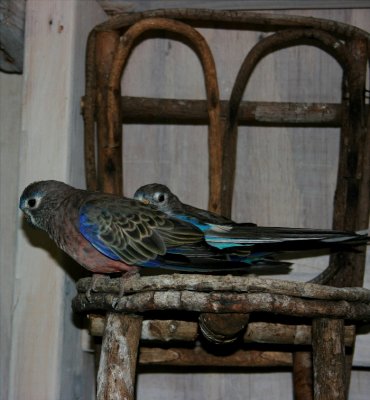 Bourke Parakeets 