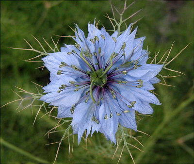 Nigella...I love these sweet little flowers!  The common name is Love in a Mist  They reseed in the garden.