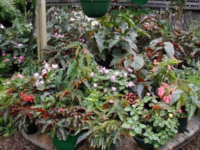 Lower Lath House With Begonias and Ferns