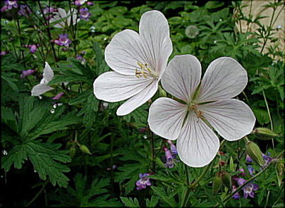 Geranium Kashmir White