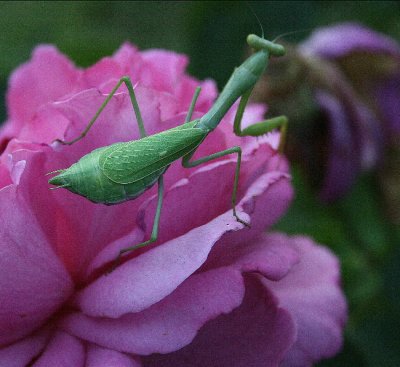 I found this Mantis in the back garden today.  She seems to love this Rose