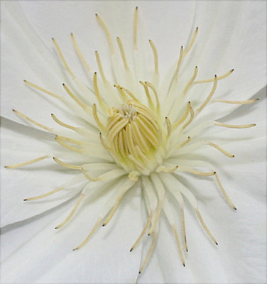 Center of Clematis bloom
