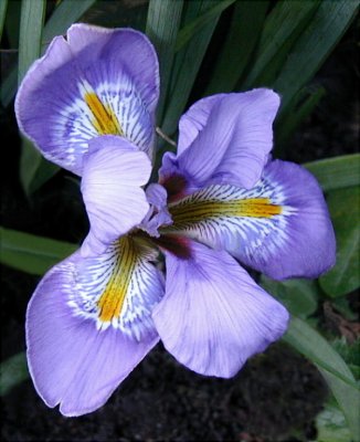  Pond Iris