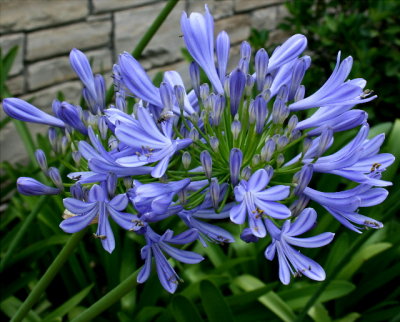 Dwarf Agapanthus (Lily of the Nile)