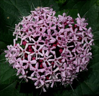  Clerodendrum bungei (Glory Bower)
