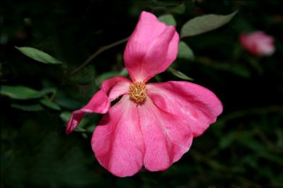  Rosa Mutabilis ...Bred before 1894 by unknown