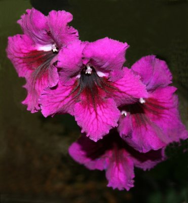 Streptocarpus cultivar