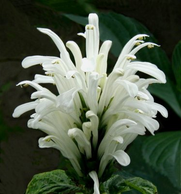  Jacobinia carnea (Brazilian Plume Flower)