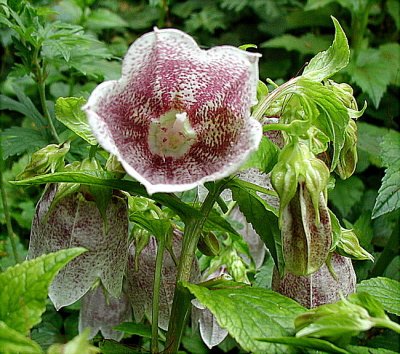 Campanula variety