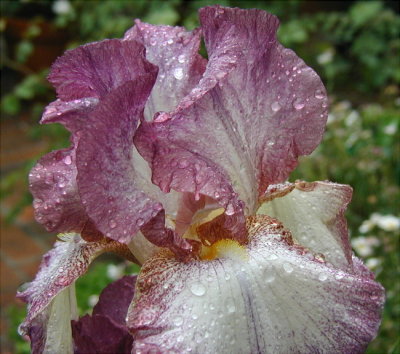 Bearded Iris ...one of my favorites