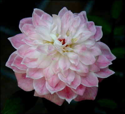  Miniature Rose...Pink Poodle