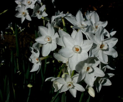  Narcissus ... picture taken just before dark