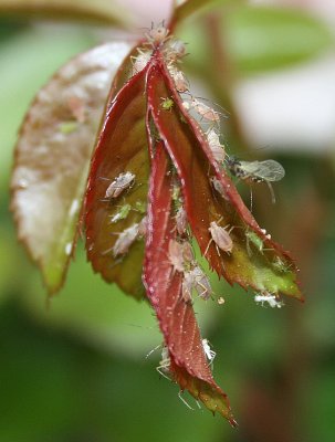  Who knew that so many aphids could live on a couple of leaves? The good one is the Lacewing on the right side.