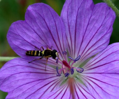 Geranium & Friend ~Her wings were moving so fast , you can see her body in this pic