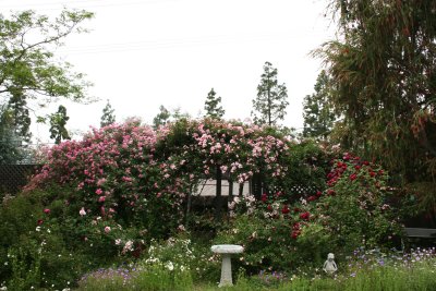 Lath House Flower Bed  ~The lath house is 8 feet tall and the roses are about 12 feet  tall