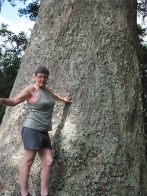 Helen comparing girths with a Kauri at Warkworth