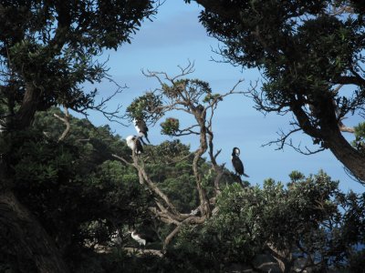 Shags in Pohutakawa tree at Goat Island