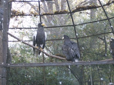 Eagley birds in Gorky Park Zoo