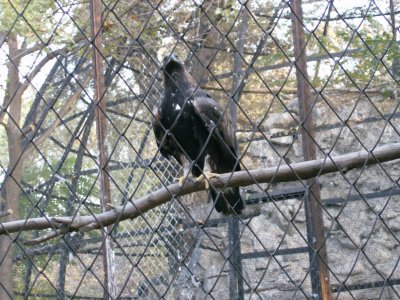 Eagley birds in Gorky Park Zoo