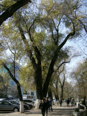 Typical tree lined Almata street