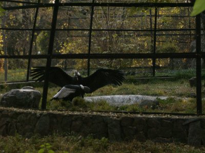 Some sort of vulture(?) in the zoo, Gorky Park