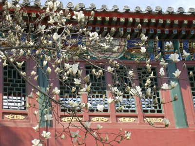 Magnolia blossom, Behai Park