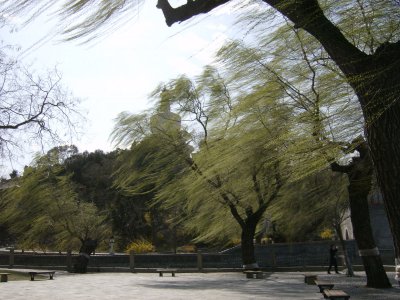 Trees in the wind, Behai Park