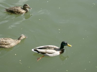 Ducks, Behai Park