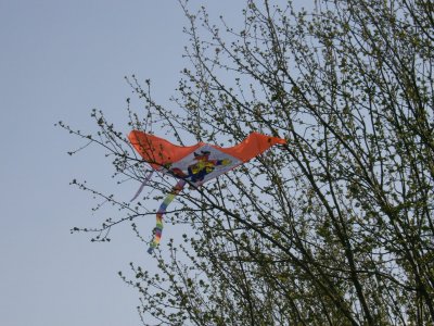 Another kite stuck in a tree