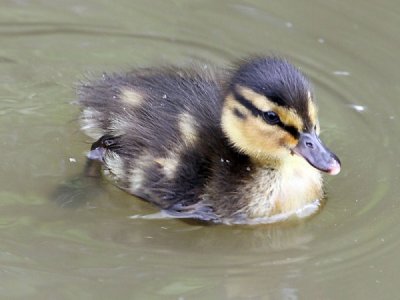 Some new babies have arrived at Slimbridge