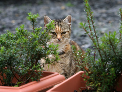 cat in hiding