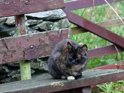 cat on a bench