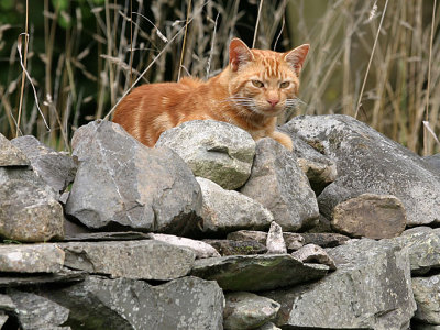 cat on a dry stone wall