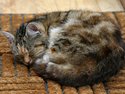 cat on the mat