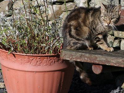 cat with plastic urn