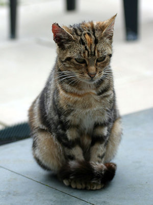 pensive cat