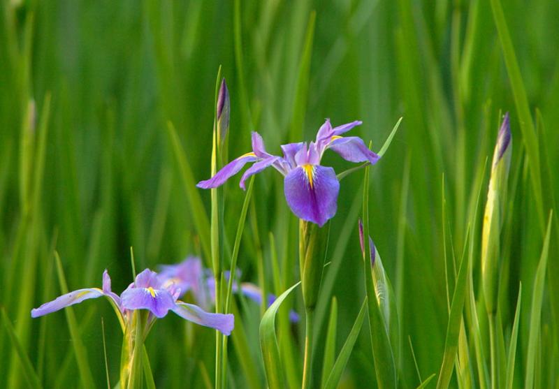 Louisiana Blue Iris