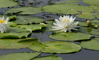 White Water Lily