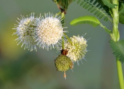 Button Bush Flower