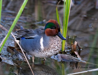 Green Wing Teal (male)