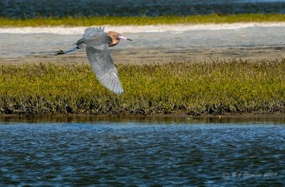 Reddish Egret