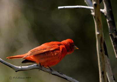 Summer Tanager