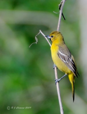 Orchard Oriole