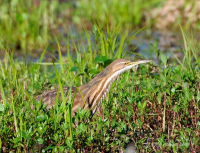 American Bittern