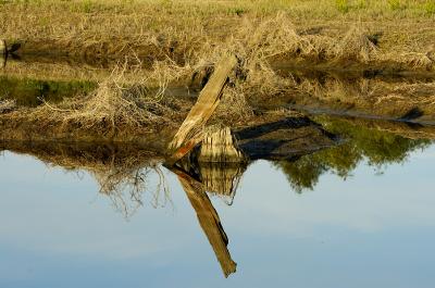 Stump in Pond