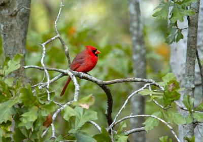 Male Cardinal