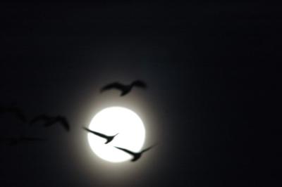 Snow Geese In Moonlight