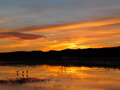 Bosque Sunset